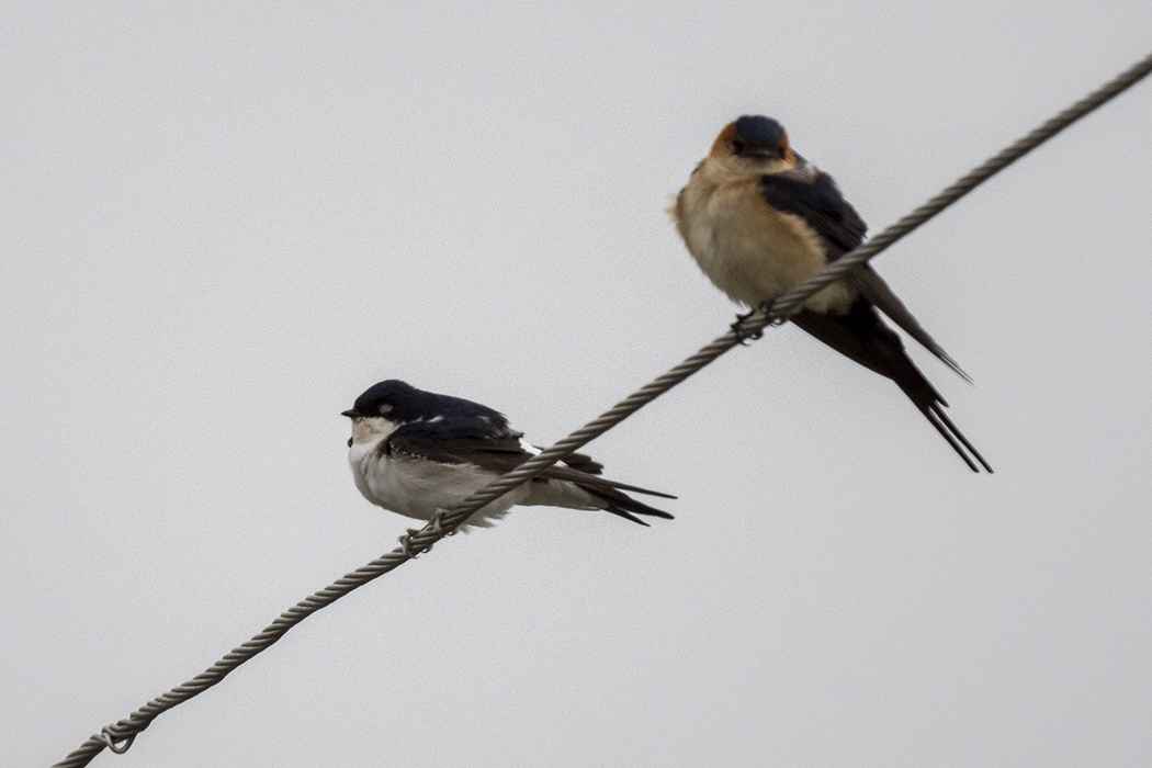 Common House-Martin